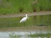 Spoonbill at Wat Tyler Country Park (Steve Arlow) (73097 bytes)